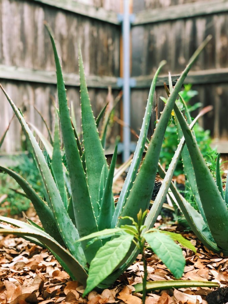 5  Benefits of Aloe Vera| EASY DIY Aloe Vera Spray